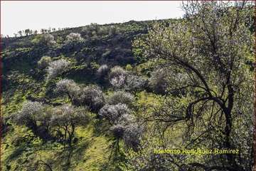 Manto de tonos blancos y rosas en Gran Canaria (Reportaje gráfico de Ildefonso Rodríguez)
